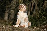 BERGER AUSTRALIEN PUPPIES 639